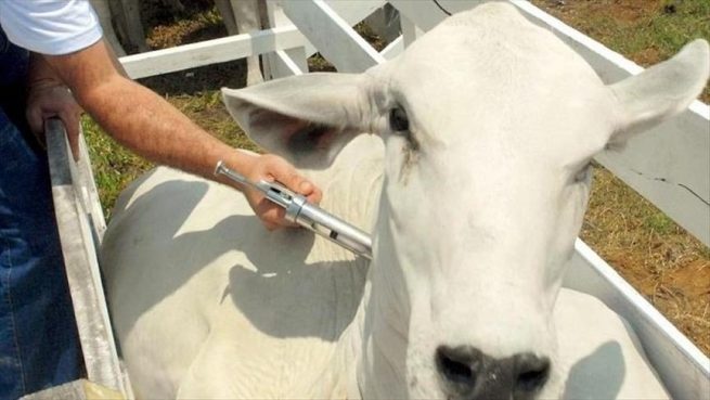Campaña antiaftosa ha vacunado el 34,5 % del hato bovino nacional