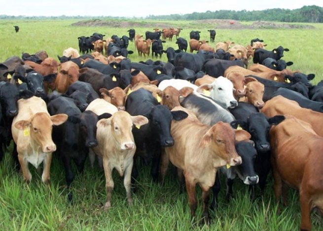 Chile reabre oficialmente el mercado para la carne bovina colombiana