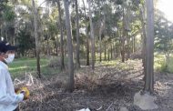 En Cesar, el ICA registra cultivos forestales con fines comerciales