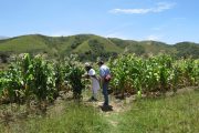 Agrosavia asume los retos de co-innovación tecnológica en zonas PDET del Caribe seco