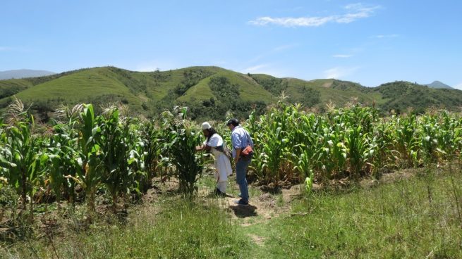 Agrosavia asume los retos de co-innovación tecnológica en zonas PDET del Caribe seco