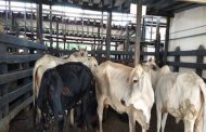 Sacrificados en el Cesar, animales por no cumplir con las normas sanitarias