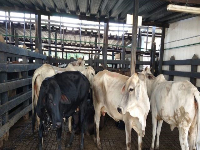 Sacrificados en el Cesar, animales por no cumplir con las normas sanitarias