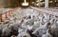 Comienza abrirse el mercado estadounidense para la carne de pollo