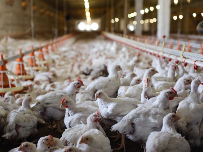 Comienza abrirse el mercado estadounidense para la carne de pollo