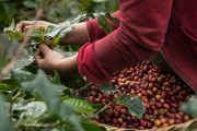 Cosecha cafetera de 2020 cerraría con un valor de $ 9 billones