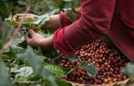 Cosecha cafetera de 2020 cerraría con un valor de $ 9 billones
