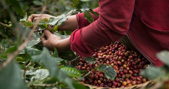 Cosecha cafetera de 2020 cerraría con un valor de $ 9 billones