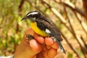 Cuatro años después, el Arroyo Bruno se ha convertido en un corredor de biodiversidad para La Guajira