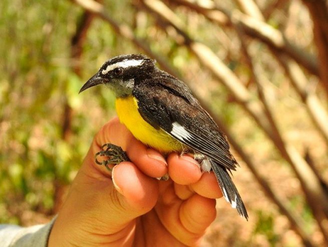 Cuatro años después, el Arroyo Bruno se ha convertido en un corredor de biodiversidad para La Guajira