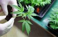 La ONU reconoce oficialmente las propiedades medicinales del cannabis