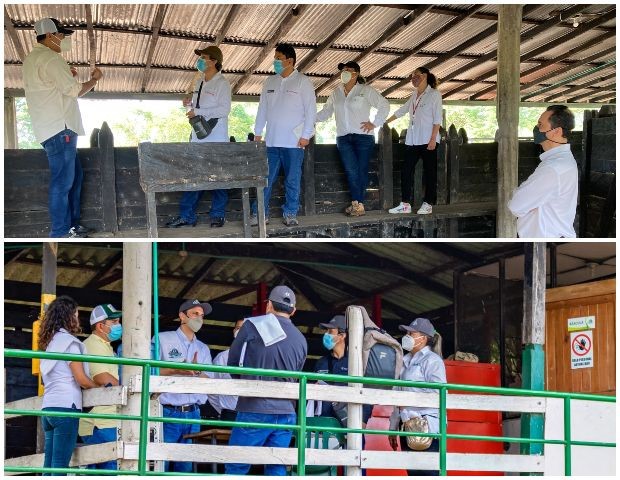 Colombia trabaja en la reapertura del mercado peruano para bovinos y porcinos