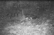 Felinos, los primeros animales avistados en áreas protegidas de Cerrejón en el 2021