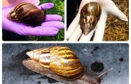 Las recomendaciones del ICA para prevención, manejo y control del caracol gigante africano