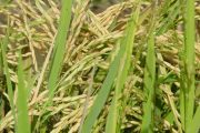 El llamado al Gobierno y la industria molinera para que atiendan las peticiones de los productores de arroz, hizo Dignidad Agropecuaria