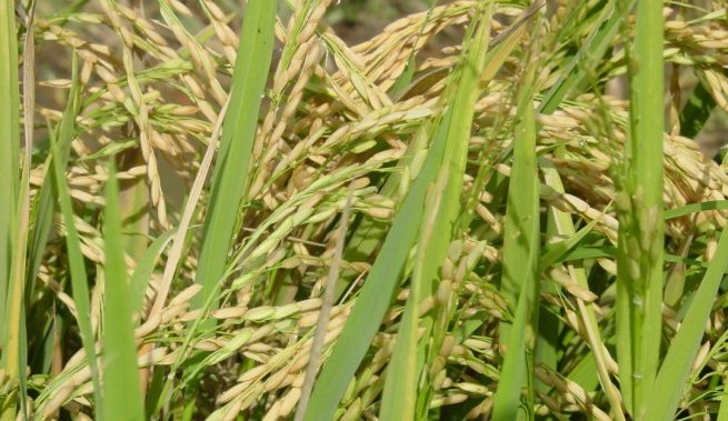El llamado al Gobierno y la industria molinera para que atiendan las peticiones de los productores de arroz, hizo Dignidad Agropecuaria