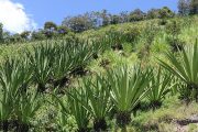 Habrá incentivos de capitalización rural para el sector agropecuario en La Guajira