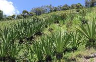 Habrá incentivos de capitalización rural para el sector agropecuario en La Guajira