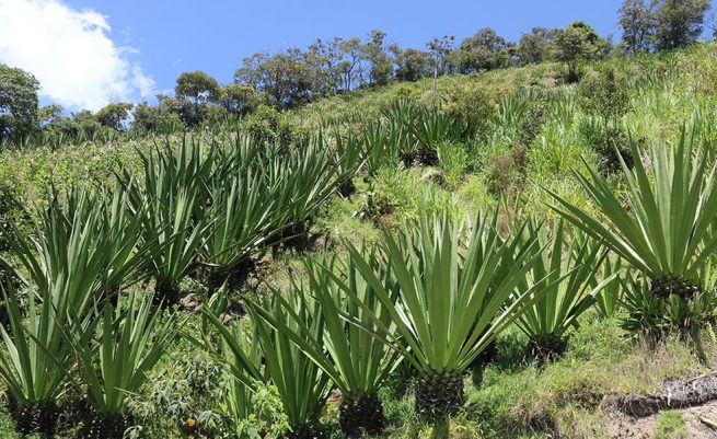 Habrá incentivos de capitalización rural para el sector agropecuario en La Guajira