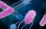 ¿Cómo actúan las bacterias?