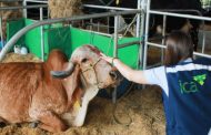 El ICA alerta sobre brotes de estomatitis vesicular en Arauca