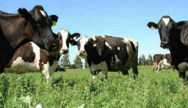 Colombia logró acuerdo para la exportación de material genético bovino a Paraguay
