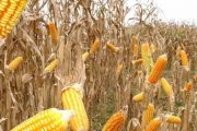 Semilla certificada, la mejor inversión para productores de maíz