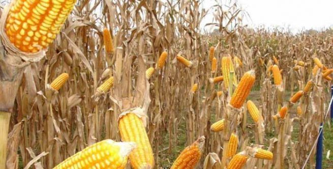 Semilla certificada, la mejor inversión para productores de maíz
