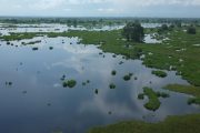 Corpocesar anuncia la recuperación de la fauna ictiológica en la ciénaga Mata de Palma