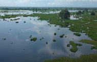 Corpocesar anuncia la recuperación de la fauna ictiológica en la ciénaga Mata de Palma