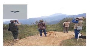 Asi fue el avistamiento de cóndores de los andes en La guajira