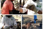 El ICA adelanta acciones para controlar la presencia de rabia en Cesar