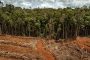 Minagricultura anuncia línea de crédito para financiar proyectos de recuperación en zonas con deforestación