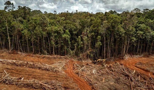 Minagricultura anuncia línea de crédito para financiar proyectos de recuperación en zonas con deforestación