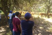 Agrosavia entrega material seminal de ganado bovino criollo costeño con cuernos a ganaderos del Caribe seco