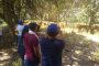 Agrosavia entrega material seminal de ganado bovino criollo costeño con cuernos a ganaderos del Caribe seco