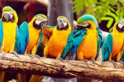 Corpoguajira organiza foro virtual de manejo, gestión y conservación de la fauna silvestre