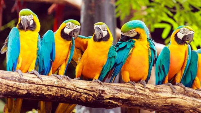 Corpoguajira organiza foro virtual de manejo, gestión y conservación de la fauna silvestre