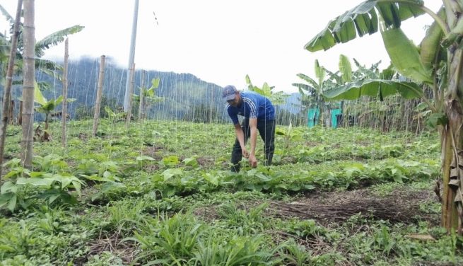 Minagricultura le apuesta a sumar en 2021 cien mil nuevos productores a Agricultura por Contrato