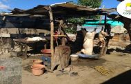 Corpoguajira suspende mataderos clandestinos de cerdos en Maicao