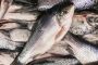 Recomendaciones de Minsalud sobre el consumo de pescado en Semana Santa