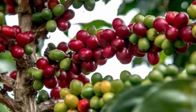 Renovación de cafetales, mecanismo de estabilización del precio y Conpes, pilares claves para fortalecer la caficultura