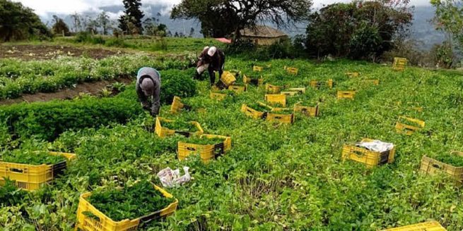 Tres millones de productores agropecuarios se beneficiarán con compras de alimentos por entidades del Estado