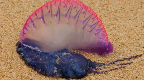 Presencia de la fragata portuguesa en las playas de Riohacha