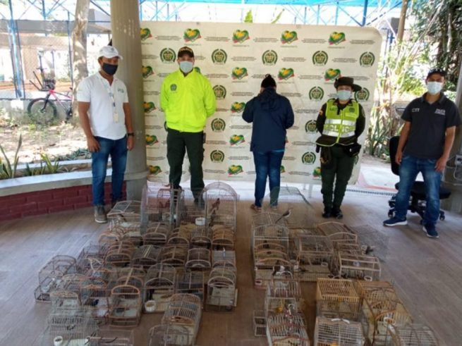 Recuperadas 224 especies silvestres en diligencias contra el tráfico de fauna en Atlántico, Antioquia, La Guajira, Tolima y Córdoba