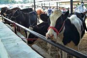 Firman pacto para aumentar productividad y competitividad del sector lácteo colombiano