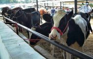 Firman pacto para aumentar productividad y competitividad del sector lácteo colombiano
