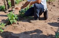 Con productores del departamento del Cesar, Agrosavia sociabiliza proyecto tolerante a la sequía