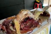En La Guajira decomisan 57 kilos de carne de tortuga y 40 iguanas