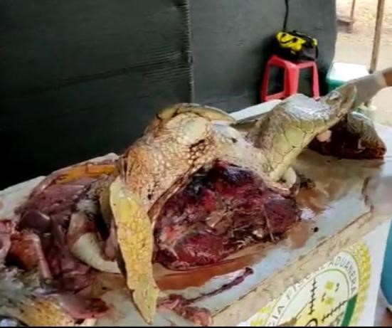En La Guajira decomisan 57 kilos de carne de tortuga y 40 iguanas